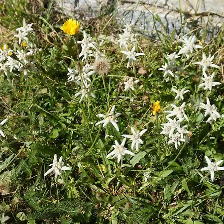 Art Oase - Lenzspitze شقة