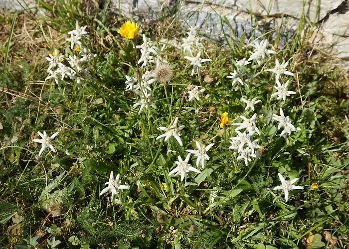 Art Oase - Lenzspitze Apartamento